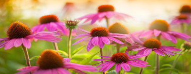 Ameriški slamnik (Echinacea purpurea)